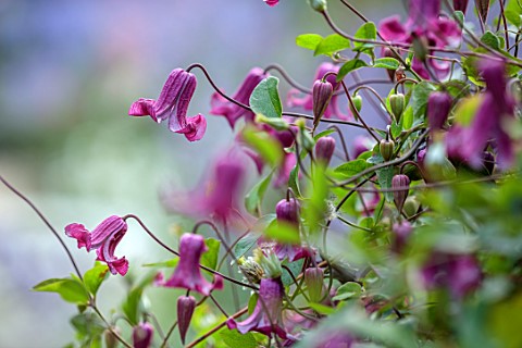 MORTON_HALL_GARDENS_WORCESTERSHIRE_RED_PINK_PURPLE_FLOWERS_OF_CLEMATIS_VITICELLA_QUEEN_MOTHER_LATE_S