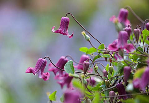 MORTON_HALL_GARDENS_WORCESTERSHIRE_RED_PINK_PURPLE_FLOWERS_OF_CLEMATIS_VITICELLA_QUEEN_MOTHER_LATE_S