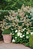 THE OLD VICARAGE, WORMINGFORD, ESSEX: DESIGNER JEREMY ALLEN - RILL GARDEN, TERRACOTTA CONTAINER, PERSICARIA POLYMORPHA, BUXUS, HYDRANGEA ANNABELLE, HEDGES, HEDGING