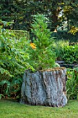 THE OLD VICARAGE, WORMINGFORD, ESSEX: DESIGNER JEREMY ALLEN - TREE TRUNK, STUMP, CHANCE SEEDLING OF FALLOPIA JAPONICA, GREEN