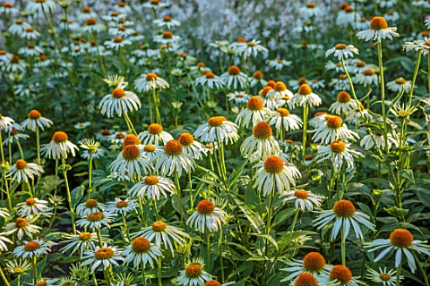 THE_OLD_VICARAGE_WORMINGFORD_ESSEX_DESIGNER_JEREMY_ALLEN__ECHINACEA_WHITE_SWAN_PERENNIALS_LATE_SUMME