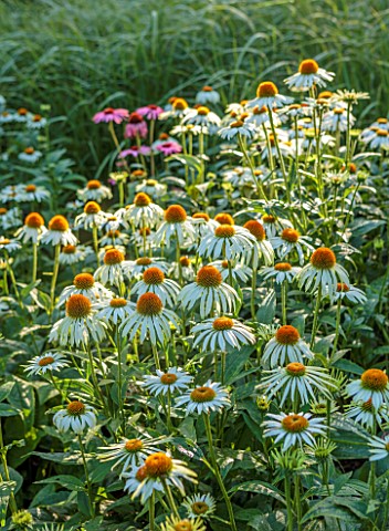 THE_OLD_VICARAGE_WORMINGFORD_ESSEX_DESIGNER_JEREMY_ALLEN__ECHINACEA_WHITE_SWAN_PERENNIALS_LATE_SUMME