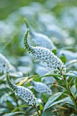 THE OLD VICARAGE, WORMINGFORD, ESSEX: DESIGNER JEREMY ALLEN - CLOSE UP OF WHITE FLOWERS OF LYSIMACHIA CLETHROIDES, HERBACEOUS, LOOSESTRIFE, HERBACEOUS