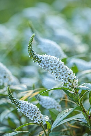 THE_OLD_VICARAGE_WORMINGFORD_ESSEX_DESIGNER_JEREMY_ALLEN__CLOSE_UP_OF_WHITE_FLOWERS_OF_LYSIMACHIA_CL