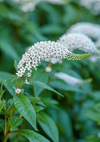 THE_OLD_VICARAGE_WORMINGFORD_ESSEX_DESIGNER_JEREMY_ALLEN__CLOSE_UP_OF_WHITE_FLOWERS_OF_LYSIMACHIA_CL