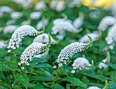 THE OLD VICARAGE, WORMINGFORD, ESSEX: DESIGNER JEREMY ALLEN - CLOSE UP OF WHITE FLOWERS OF LYSIMACHIA CLETHROIDES, HERBACEOUS, LOOSESTRIFE, HERBACEOUS