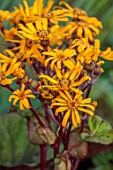 THE OLD VICARAGE, WORMINGFORD, ESSEX: DESIGNER JEREMY ALLEN - CLOSE UP OF YELLOW FLOWERS OF LIGULARIA DENTATA DESDEMONA, JULY, AUGUST, HERBACEOUS, PERENNIALS