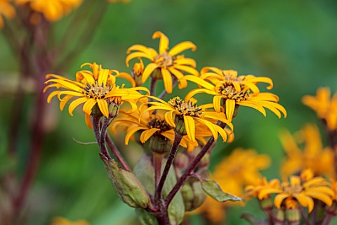 THE_OLD_VICARAGE_WORMINGFORD_ESSEX_DESIGNER_JEREMY_ALLEN__CLOSE_UP_OF_YELLOW_FLOWERS_OF_LIGULARIA_DE