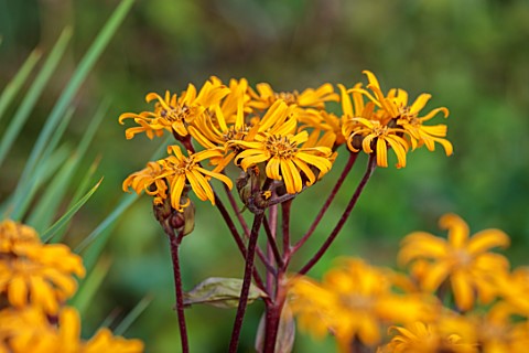 THE_OLD_VICARAGE_WORMINGFORD_ESSEX_DESIGNER_JEREMY_ALLEN__CLOSE_UP_OF_YELLOW_FLOWERS_OF_LIGULARIA_DE