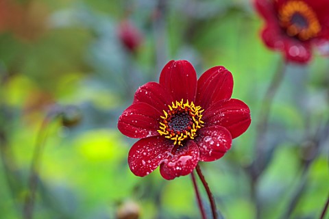 COTON_MANOR_GARDEN_NORTHAMPTONSHIRE_CLOSE_UP_OF_DARK_RED_FLOWERS_OF_DAHLIA_BISHOP_OF_AUCKLAND_AUGUST