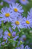 COTON MANOR GARDEN, NORTHAMPTONSHIRE: CLOSE UP OF PALE BLUE, VIOLET FLOWERS OF MICHAELMAS DAISIES, ASTER X FRIKARTII MONCH, AUGUST, SUMMER, BLOOMS, BLOOMING, PERENNIALS