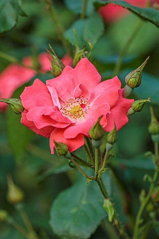 COTON_MANOR_GARDEN_NORTHAMPTONSHIRE_CLOSE_UP_OF_PINK_FLOWERS_OF_ROSE_ROSA_FRED_LOADS_FLOWERING_AUGUS
