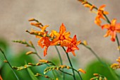 COTON MANOR GARDEN, NORTHAMPTONSHIRE: CLOSE UP OF ORANGE FLOWERS OF CROCOSMIA ZAMBESI, FLOWERING, AUGUST, SUMMER, BLOOMS, BLOOMING, PERENNIALS