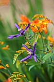 COTON MANOR GARDEN, NORTHAMPTONSHIRE: CLOSE UP OF ORANGE FLOWERS OF CROCOSMIA ZAMBESI, BLUE FLOWERS OF CLEMATIS PETIT FAUCON,  AUGUST, SUMMER, BLOOMS, BLOOMING, PERENNIALS