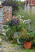 GREEN AND GORGEOUS FLOWERS, OXFORDSHIRE: CONTAINER BY FENCE, METAL CONTAINER, DAHLIA HADRIANS SUNSET, PENNISETUM VILLOSUM, SALVIA EMBERS WISH, CONTAINERS, LATE SUMMER
