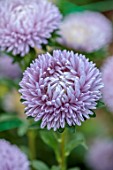 GREEN AND GORGEOUS FLOWERS, OXFORDSHIRE: CLOSE UP OF LILAC, GREY, BLUE FLOWERS OF CHINA ASTER MOONSTONE, ANNUALS