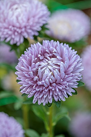 GREEN_AND_GORGEOUS_FLOWERS_OXFORDSHIRE_CLOSE_UP_OF_LILAC_GREY_BLUE_FLOWERS_OF_CHINA_ASTER_MOONSTONE_