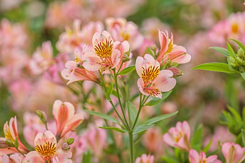 GREEN_AND_GORGEOUS_FLOWERS_OXFORDSHIRE_CLOSE_UP_OF_PEACH_FLOWERS_OF_ALSTROEMERIA_FLOWERING_BLOOMS_BL