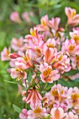 GREEN AND GORGEOUS FLOWERS, OXFORDSHIRE: CLOSE UP OF PEACH, FLOWERS OF ALSTROEMERIA, FLOWERING, BLOOMS, BLOOMING