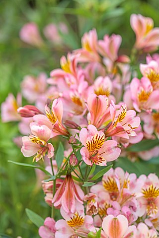 GREEN_AND_GORGEOUS_FLOWERS_OXFORDSHIRE_CLOSE_UP_OF_PEACH_FLOWERS_OF_ALSTROEMERIA_FLOWERING_BLOOMS_BL