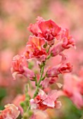 GREEN AND GORGEOUS FLOWERS, OXFORDSHIRE: CLOSE UP OF PEACH, PINK, FLOWERS OF ANTIRRHINUM MADAME BUTTERFLY BRONZE, FLOWERING, BLOOMS, BLOOMING