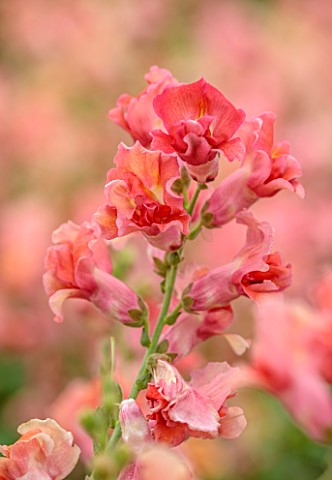 GREEN_AND_GORGEOUS_FLOWERS_OXFORDSHIRE_CLOSE_UP_OF_PEACH_PINK_FLOWERS_OF_ANTIRRHINUM_MADAME_BUTTERFL