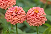 GREEN AND GORGEOUS FLOWERS, OXFORDSHIRE: CLOSE UP OF PINK, FLOWERS OF ZINNIA OKLAHOMA SALMON, FLOWERING, BLOOMS, BLOOMING, ANNUALS