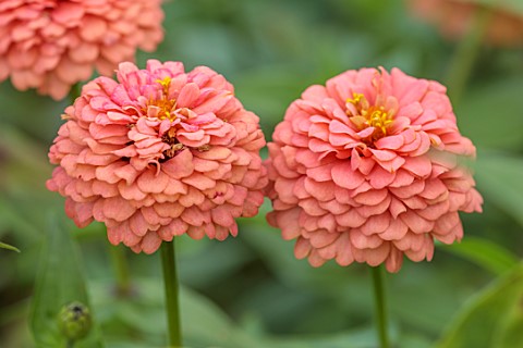 GREEN_AND_GORGEOUS_FLOWERS_OXFORDSHIRE_CLOSE_UP_OF_PINK_FLOWERS_OF_ZINNIA_OKLAHOMA_SALMON_FLOWERING_