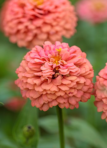 GREEN_AND_GORGEOUS_FLOWERS_OXFORDSHIRE_CLOSE_UP_OF_PINK_FLOWERS_OF_ZINNIA_OKLAHOMA_SALMON_FLOWERING_