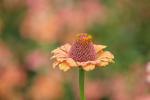 GREEN_AND_GORGEOUS_FLOWERS_OXFORDSHIRE_CLOSE_UP_OF_PEACH_FLOWERS_OF_ZINNIA_GOLDEN_HOUR_FLOWERING_BLO