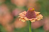 GREEN AND GORGEOUS FLOWERS, OXFORDSHIRE: CLOSE UP OF PEACH, FLOWERS OF ZINNIA GOLDEN HOUR, FLOWERING, BLOOMS, BLOOMING, ANNUALS