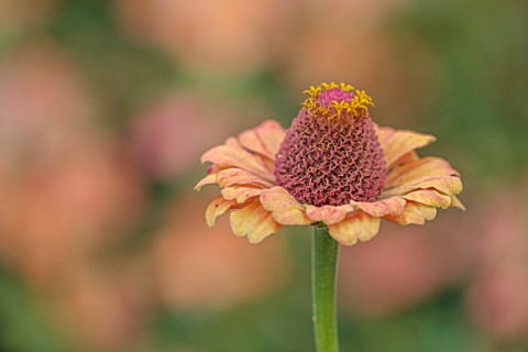 GREEN_AND_GORGEOUS_FLOWERS_OXFORDSHIRE_CLOSE_UP_OF_PEACH_FLOWERS_OF_ZINNIA_GOLDEN_HOUR_FLOWERING_BLO