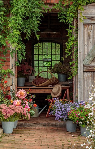 THE_FLOWER_GARDEN_AT_STOKESAY_COURT_THE_POTTING_SHED_WITH_DAHLIAS_SEDUMS_ASTERS_AND_HYDRANGEAS_IN_CO