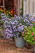 THE FLOWER GARDEN AT STOKESAY COURT: THE POTTING SHED WITH ASTER LITTLE CARLOW, MICHAELMAS DAISIES IN CONTAINERS, CUT FLOWERS, CUTTING, GARDEN