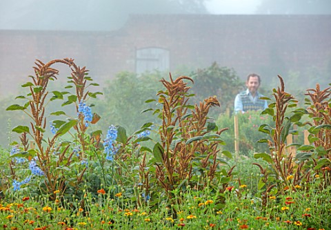 THE_FLOWER_GARDEN_AT_STOKESAY_COURT__BARNEY_MARTIN_IN_WALLED_GARDEN_WITH_AMARANTHUS_HOT_BISCUITS_AND
