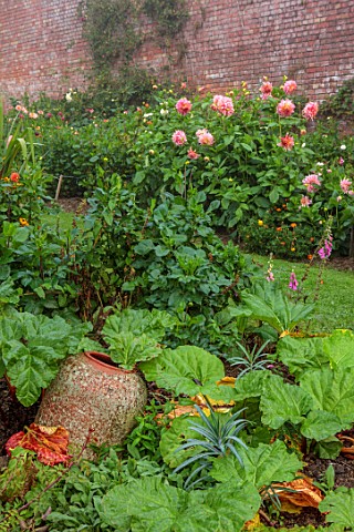 THE_FLOWER_GARDEN_AT_STOKESAY_COURT__RHUBARB_FORCER_PINK_FLOWERS_OF_DAHLIAS_DAHLIA_PENHILL_WATERMELO