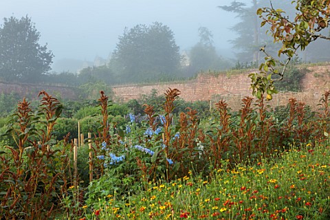 THE_FLOWER_GARDEN_AT_STOKESAY_COURT__WALLED_GARDEN_WITH_AMARANTHUS_HOT_BISCUITS_AND_DELPHINIUM_BLUE_