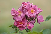 THE FLOWER GARDEN AT STOKESAY COURT - CLOSE UP OF PINK, PURPLE, ROSE, ROSA WILD ROVER, DECIDUOUS, SHRUBS, SCENTED, SEPTEMBER, AUTUMN, BLOOMS, BLOOMING, FLOWERING, SCENTED, FLOWERS