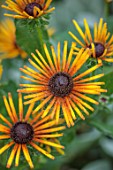 THE FLOWER GARDEN AT STOKESAY COURT - ORANGE, BRONZE, COPPER, YELLOW FLOWERS OF RUDBECKIA CHIM CHIMINEE, SEPTEMBER, AUTUMN, BLOOMS, BLOOMING, FLOWERING, ANNUALS, PERENNIALS