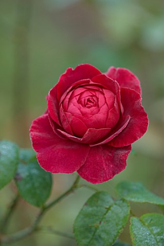THE_FLOWER_GARDEN_AT_STOKESAY_COURT__PINK_ROSE_RED_FLOWERS_OF_ROSES_ROSA_L_D_BRAITHWAITE_SEPTEMBER_A