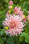 THE FLOWER GARDEN AT STOKESAY COURT - PINK FLOWERS OF DAHLIAS, DAHLIA CAFE AU LAIT, SEPTEMBER, AUTUMN, BLOOMS, BLOOMING, FLOWERING