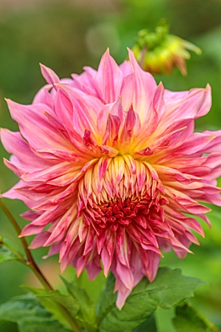 THE_FLOWER_GARDEN_AT_STOKESAY_COURT__PINK_RED_YELLOW_FLOWERS_OF_DAHLIAS_DAHLIA_PENHILL_WATERMELON_SE