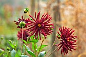 THE FLOWER GARDEN AT STOKESAY COURT - RED FLOWERS OF DAHLIAS, DAHLIA CHAT NOIR, SEPTEMBER, AUTUMN, BLOOMS, BLOOMING, FLOWERING