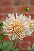 THE FLOWER GARDEN AT STOKESAY COURT - PINK, CREAM,  FLOWERS OF DAHLIAS, DAHLIA CAFE AU LAIT, SEPTEMBER, AUTUMN, BLOOMS, BLOOMING, FLOWERING