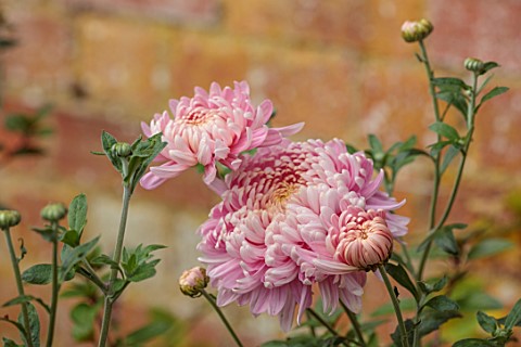 THE_FLOWER_GARDEN_AT_STOKESAY_COURT__PINK_FLOWERS_OF_CHRYSANTHEMUM_ALLOUISE_SEPTEMBER_AUTUMN_BLOOMS_