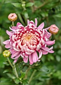 THE FLOWER GARDEN AT STOKESAY COURT - PINK FLOWERS OF CHRYSANTHEMUM ALLOUISE, SEPTEMBER, AUTUMN, BLOOMS, BLOOMING, FLOWERING