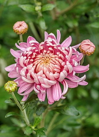 THE_FLOWER_GARDEN_AT_STOKESAY_COURT__PINK_FLOWERS_OF_CHRYSANTHEMUM_ALLOUISE_SEPTEMBER_AUTUMN_BLOOMS_