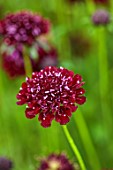 THE FLOWER GARDEN AT STOKESAY COURT - DARK RED, CLARET, PURPLE, FLOWERS OF SCABIOUS, SCABIOSA ATROPURPUREA TALL DOUBLE RED, SEPTEMBER, AUTUMN, BLOOMS, BLOOMING, FLOWERING