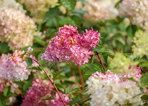 THE_FLOWER_GARDEN_AT_STOKESAY_COURT__CLOSE_UP_OF_PINK_CREAM_FLOWERS_OF_HYDRANGEA_PANICULATA_VANILLE_