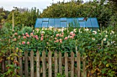 JUST DAHLIAS, CHESHIRE: DAHLIAS BESIDE THE GREENHOUSE, SEPTEMBER, COTTAGE, GARDENS, LATE SUMMER, AUTUMN, FENCE, FENCING